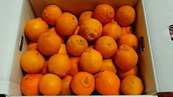 日本蔬菜代購(gòu)指南 價(jià)格、二手市場(chǎng)與選購(gòu)技巧